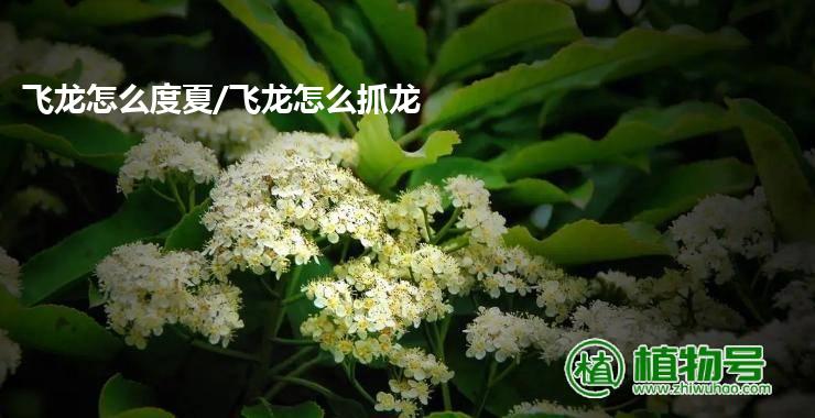 飞龙怎么度夏/飞龙怎么抓龙