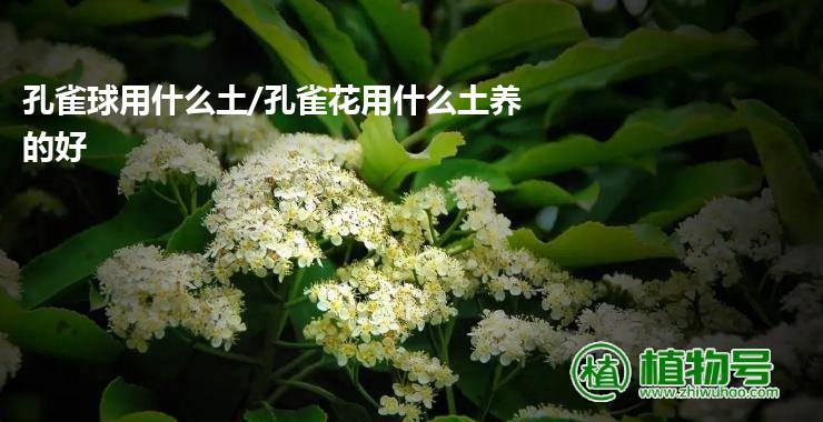 孔雀球用什么土/孔雀花用什么土养的好