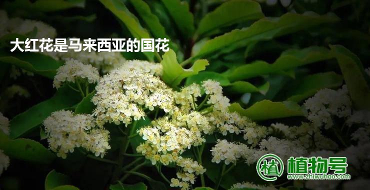 大红花是马来西亚的国花