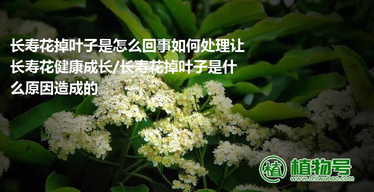 长寿花掉叶子是怎么回事如何处理让长寿花健康成长/长寿花掉叶子是什么原因造成的