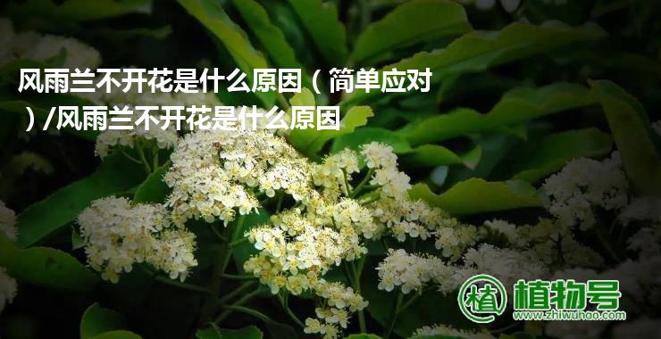 风雨兰不开花是什么原因（简单应对）/风雨兰不开花是什么原因