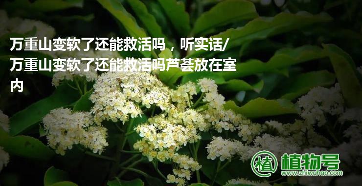 万重山变软了还能救活吗，听实话/万重山变软了还能救活吗芦荟放在室内