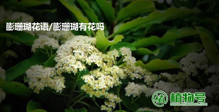 膨珊瑚花语/膨珊瑚有花吗