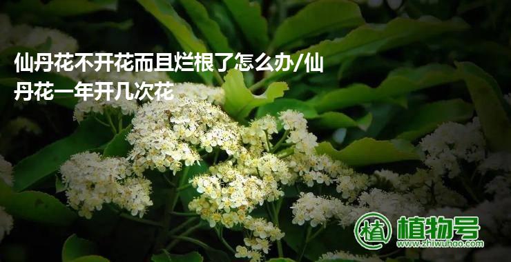 仙丹花不开花而且烂根了怎么办/仙丹花一年开几次花