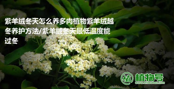 紫羊绒冬天怎么养多肉植物紫羊绒越冬养护方法/紫羊绒冬天最低温度能过冬