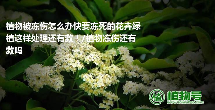 植物被冻伤怎么办快要冻死的花卉绿植这样处理还有救！/植物冻伤还有救吗