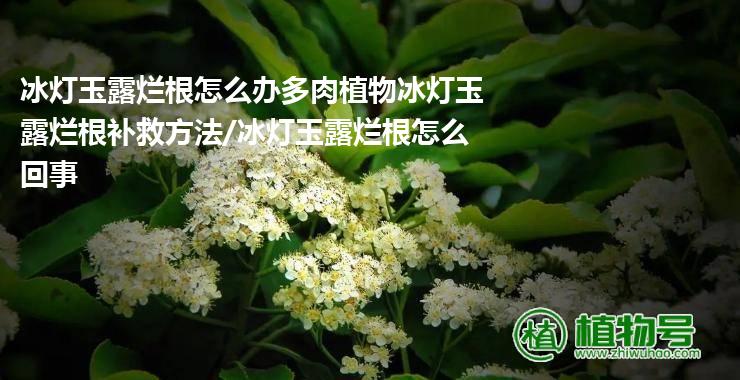 冰灯玉露烂根怎么办多肉植物冰灯玉露烂根补救方法/冰灯玉露烂根怎么回事