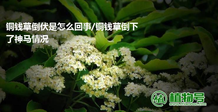 铜钱草倒伏是怎么回事/铜钱草倒下了神马情况