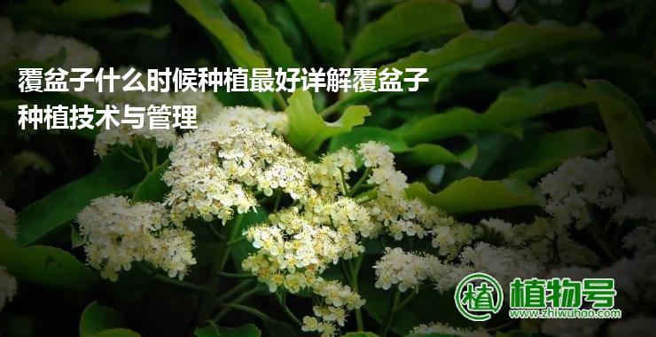 覆盆子什么时候种植最好详解覆盆子种植技术与管理