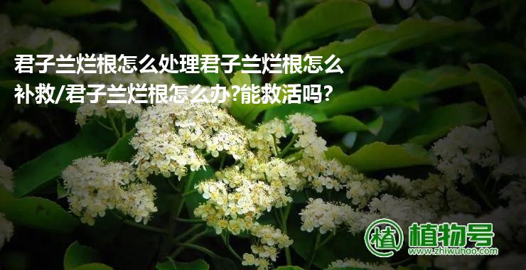 君子兰烂根怎么处理君子兰烂根怎么补救/君子兰烂根怎么办?能救活吗?