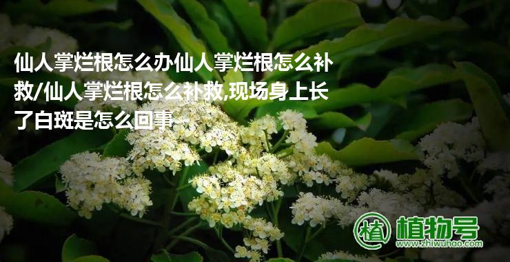 仙人掌烂根怎么办仙人掌烂根怎么补救/仙人掌烂根怎么补救,现场身上长了白斑是怎么回事