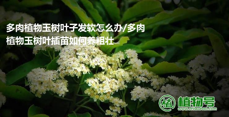 多肉植物玉树叶子发软怎么办/多肉植物玉树叶插苗如何养粗壮