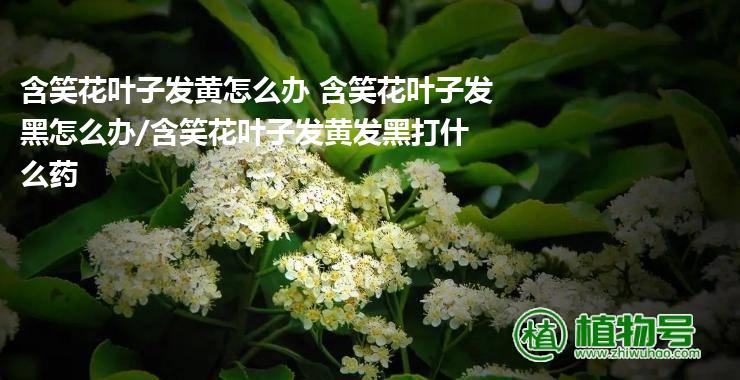 含笑花叶子发黄怎么办 含笑花叶子发黑怎么办/含笑花叶子发黄发黑打什么药