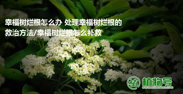 幸福树烂根怎么办 处理幸福树烂根的救治方法/幸福树烂根怎么补救