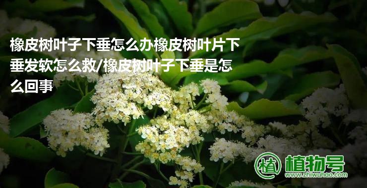 橡皮树叶子下垂怎么办橡皮树叶片下垂发软怎么救/橡皮树叶子下垂是怎么回事