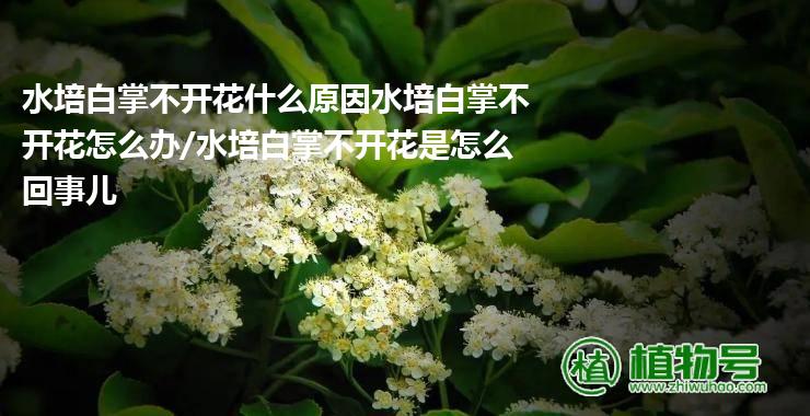 水培白掌不开花什么原因水培白掌不开花怎么办/水培白掌不开花是怎么回事儿