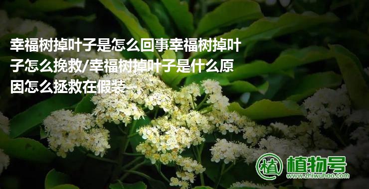 幸福树掉叶子是怎么回事幸福树掉叶子怎么挽救/幸福树掉叶子是什么原因怎么拯救在假装