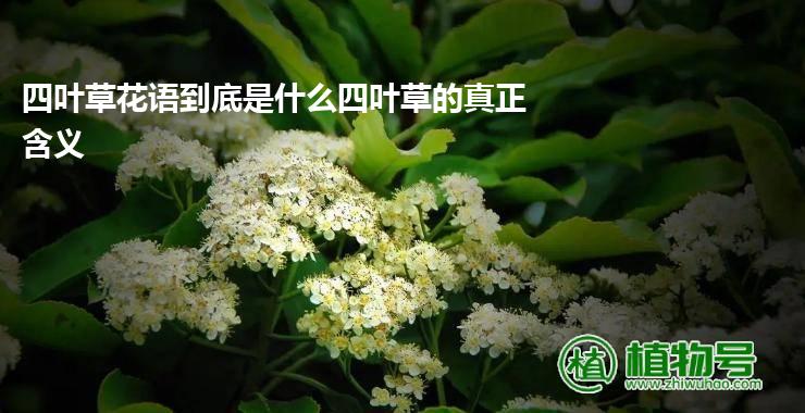 四叶草花语到底是什么四叶草的真正含义