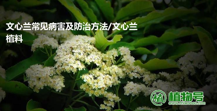 文心兰常见病害及防治方法/文心兰 植料