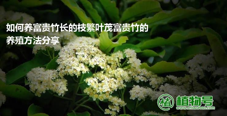 如何养富贵竹长的枝繁叶茂富贵竹的养殖方法分享