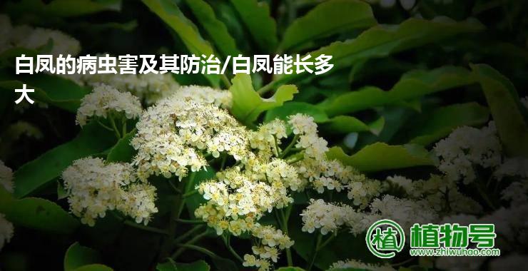 白凤的病虫害及其防治/白凤能长多大