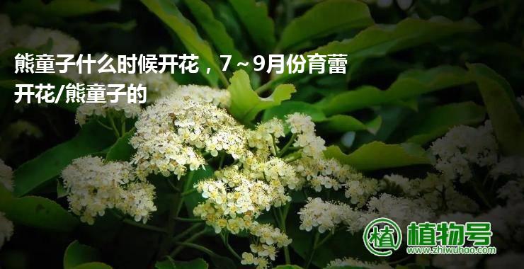 熊童子什么时候开花，7～9月份育蕾开花/熊童子的