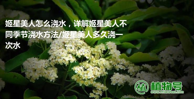 姬星美人怎么浇水，详解姬星美人不同季节浇水方法/姬星美人多久浇一次水