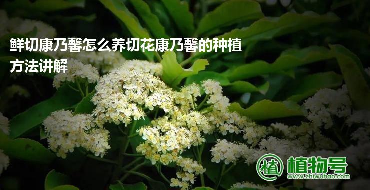 鲜切康乃馨怎么养切花康乃馨的种植方法讲解