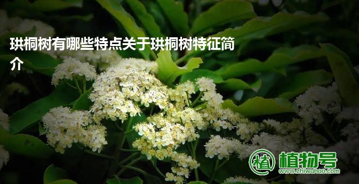 珙桐树有哪些特点关于珙桐树特征简介