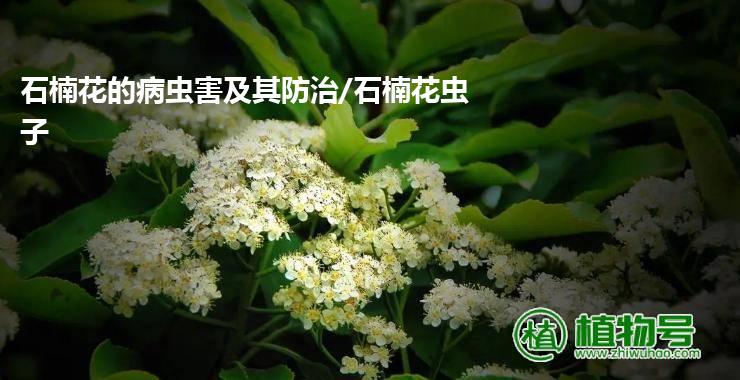 石楠花的病虫害及其防治/石楠花虫子