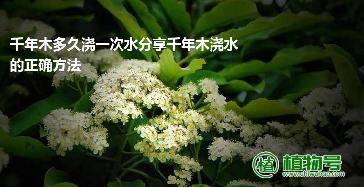 千年木多久浇一次水分享千年木浇水的正确方法