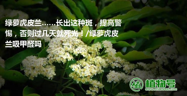 绿萝虎皮兰……长出这种斑，提高警惕，否则过几天就死光！/绿萝虎皮兰吸甲醛吗