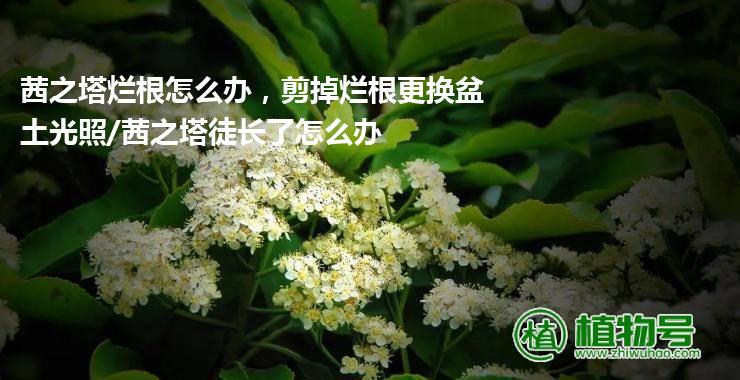 茜之塔烂根怎么办，剪掉烂根更换盆土光照/茜之塔徒长了怎么办