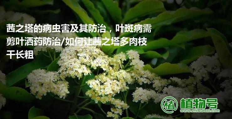 茜之塔的病虫害及其防治，叶斑病需剪叶洒药防治/如何让茜之塔多肉枝干长粗