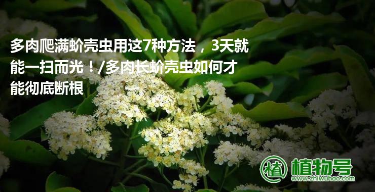 多肉爬满蚧壳虫用这7种方法，3天就能一扫而光！/多肉长蚧壳虫如何才能彻底断根