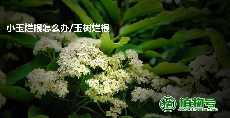 小玉烂根怎么办/玉树烂根