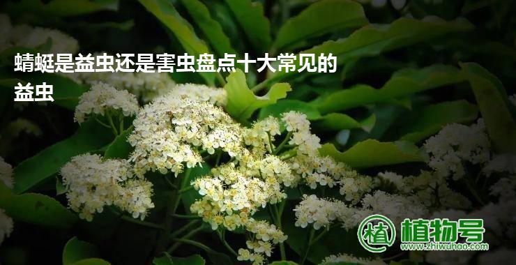 蜻蜓是益虫还是害虫盘点十大常见的益虫