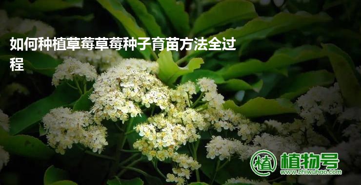 如何种植草莓草莓种子育苗方法全过程