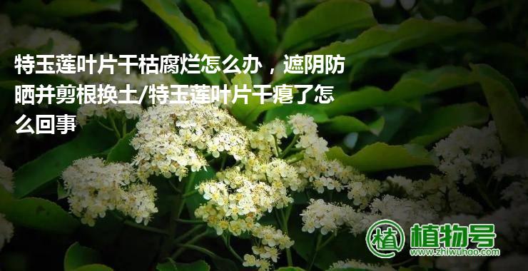 特玉莲叶片干枯腐烂怎么办，遮阴防晒并剪根换土/特玉莲叶片干瘪了怎么回事