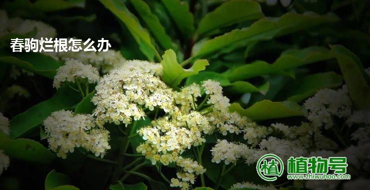 春驹烂根怎么办