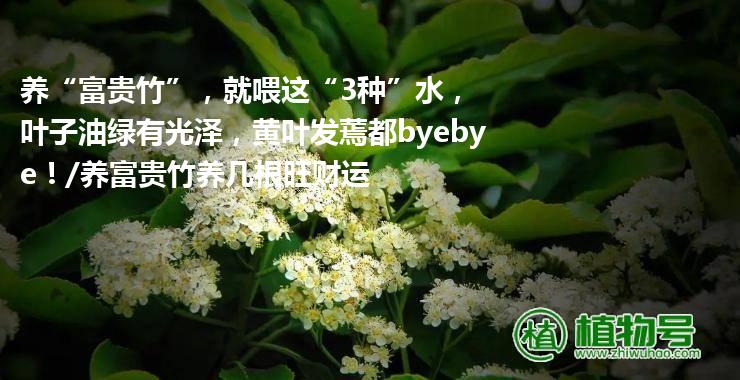 养“富贵竹”，就喂这“3种”水，叶子油绿有光泽，黄叶发蔫都byebye！/养富贵竹养几根旺财运