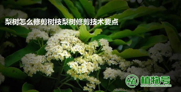 梨树怎么修剪树枝梨树修剪技术要点