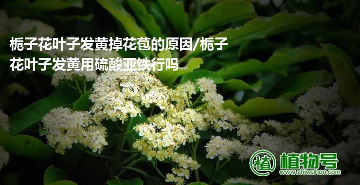 栀子花叶子发黄掉花苞的原因/栀子花叶子发黄用硫酸亚铁行吗