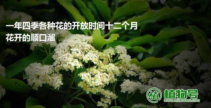 一年四季各种花的开放时间十二个月花开的顺口溜