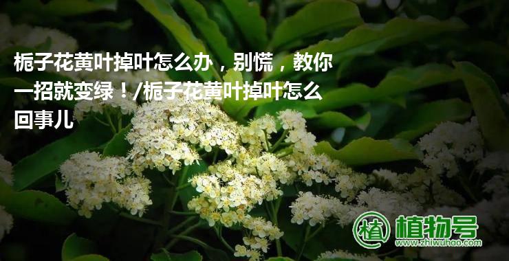 栀子花黄叶掉叶怎么办，别慌，教你一招就变绿！/栀子花黄叶掉叶怎么回事儿