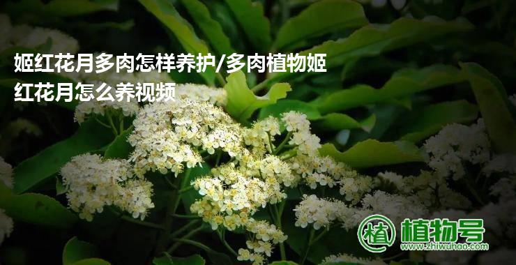 姬红花月多肉怎样养护/多肉植物姬红花月怎么养视频