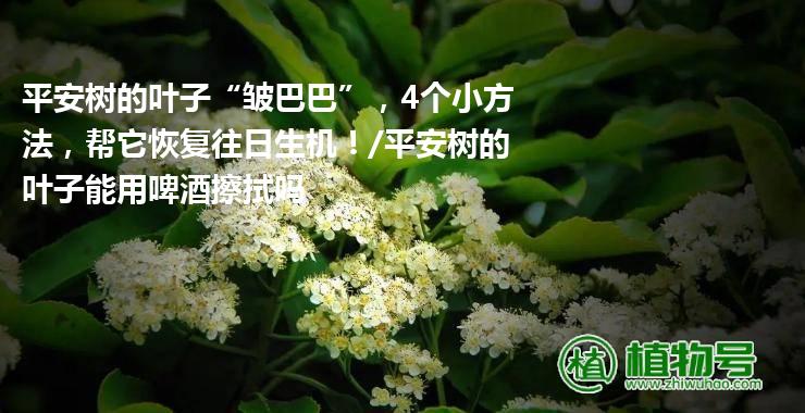 平安树的叶子“皱巴巴”，4个小方法，帮它恢复往日生机！/平安树的叶子能用啤酒擦拭吗