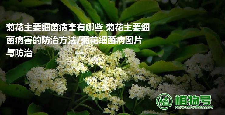 菊花主要细菌病害有哪些 菊花主要细菌病害的防治方法/菊花细菌病图片与防治