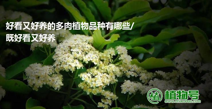 好看又好养的多肉植物品种有哪些/既好看又好养