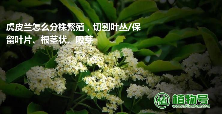 虎皮兰怎么分株繁殖，切割叶丛/保留叶片、根茎状、吸芽